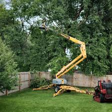 Trusted Lake City, GA  Tree Services Experts